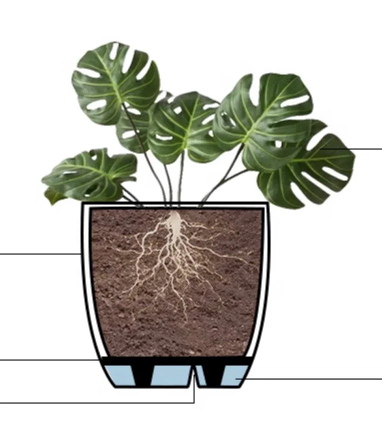 Indoor Self Watering Planter - Large - Image 4