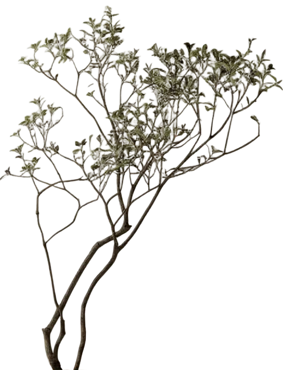 Island Tree - Real-Trunk Artificial - Image 17