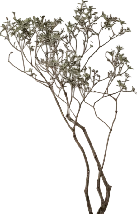Island Tree - Real-Trunk Artificial - Image 18