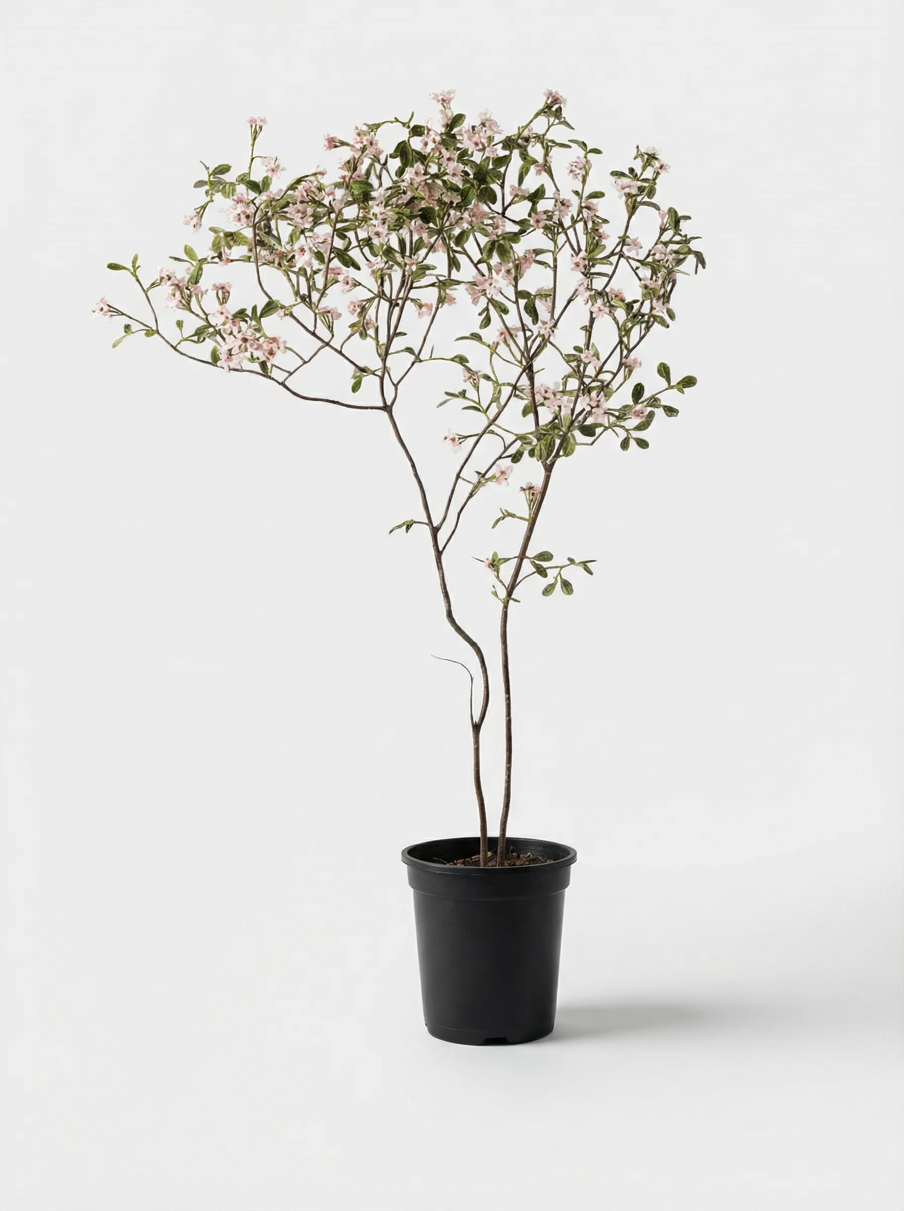 Island Tree - Real-Trunk Artificial - Image 19