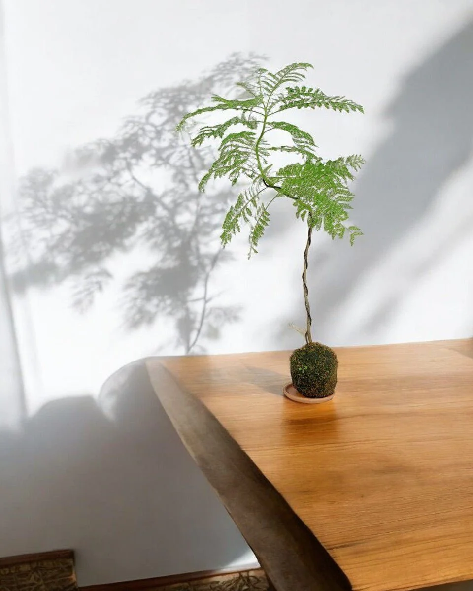Jacaranda Bonsai - Kokedama - Image 2