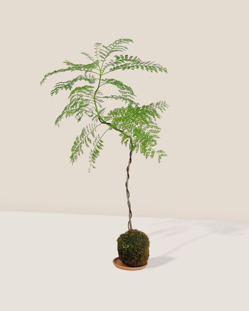 Jacaranda Bonsai - Kokedama - Image 3