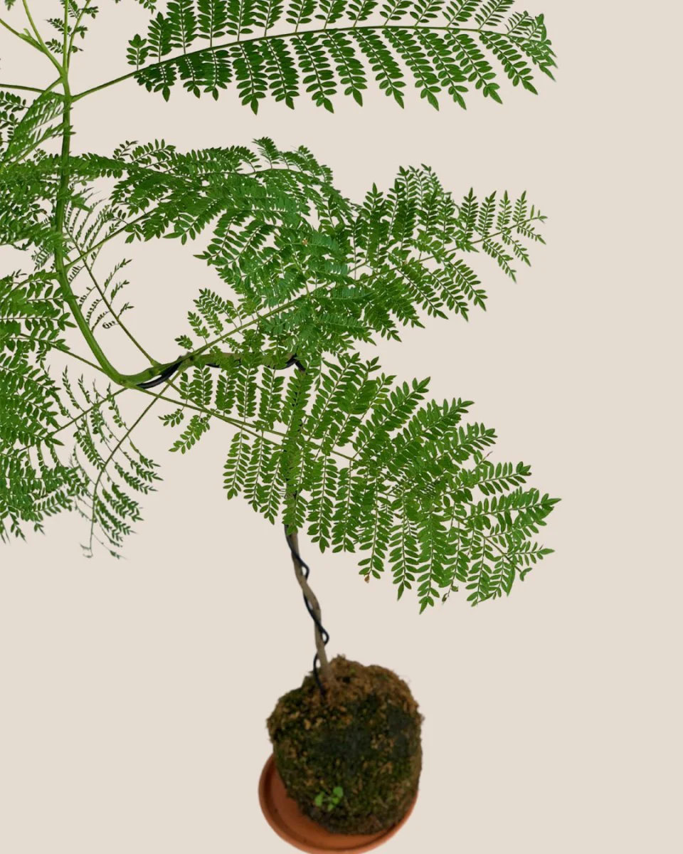 Jacaranda Bonsai - Kokedama - Image 4
