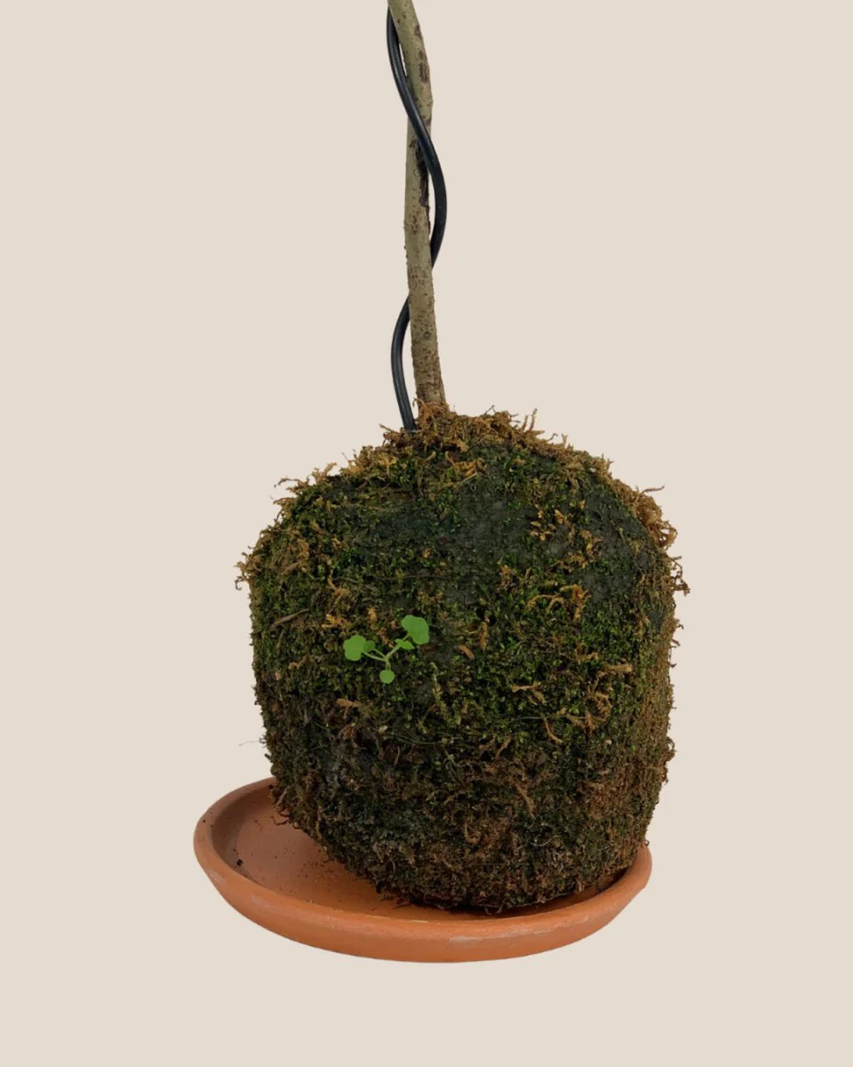 Jacaranda Bonsai - Kokedama - Image 5