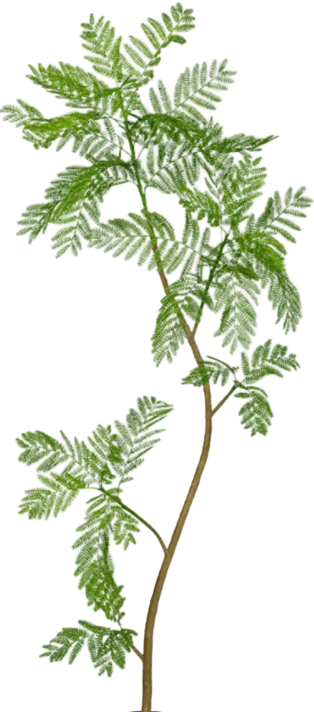 Jacaranda Tree (Life-like Artificial) - Image 23