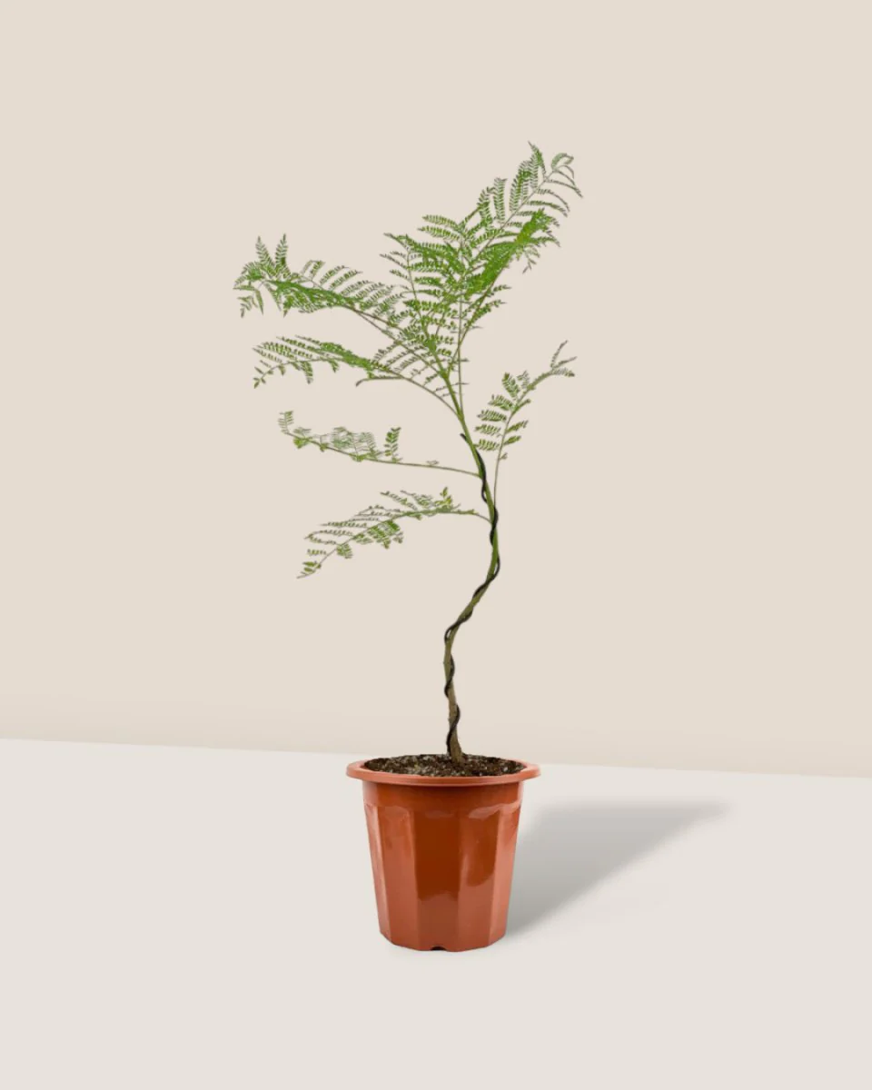 Jacaranda Mimosifolia (Japan) - Image 11