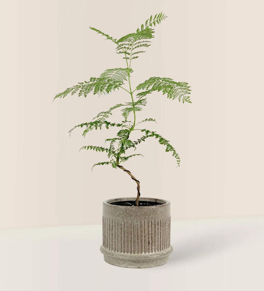 Jacaranda Mimosifolia (Japan) - Image 5