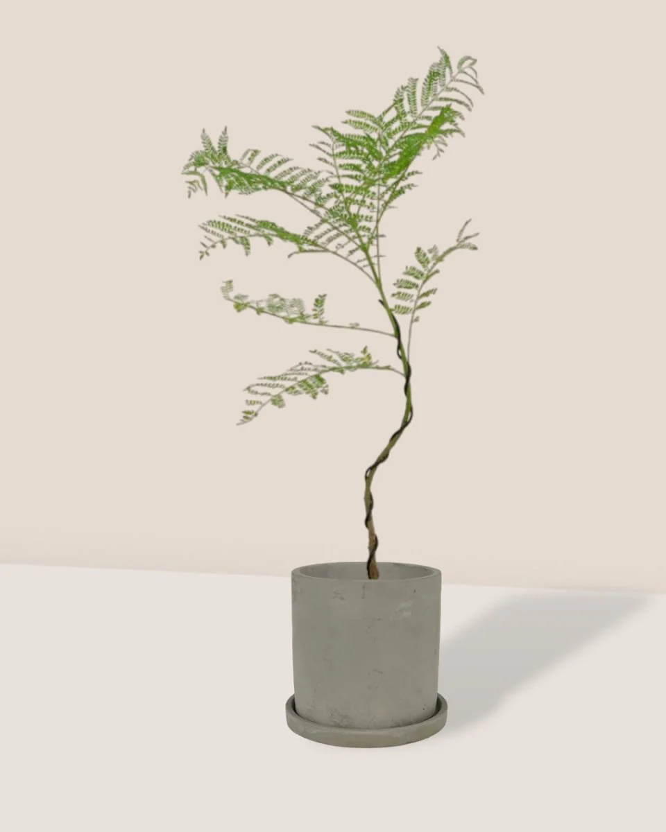 Jacaranda Mimosifolia (Japan) - Image 6
