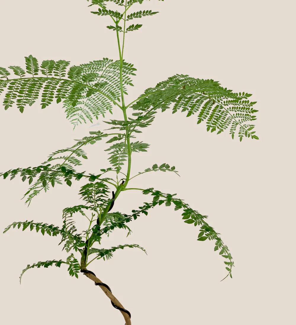 Jacaranda Mimosifolia (Japan) - Image 8