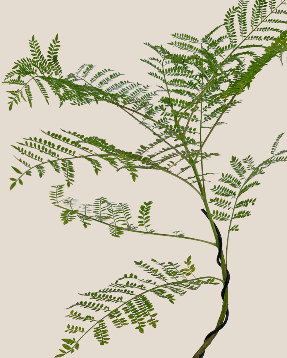 Jacaranda Mimosifolia (Japan) - Image 9