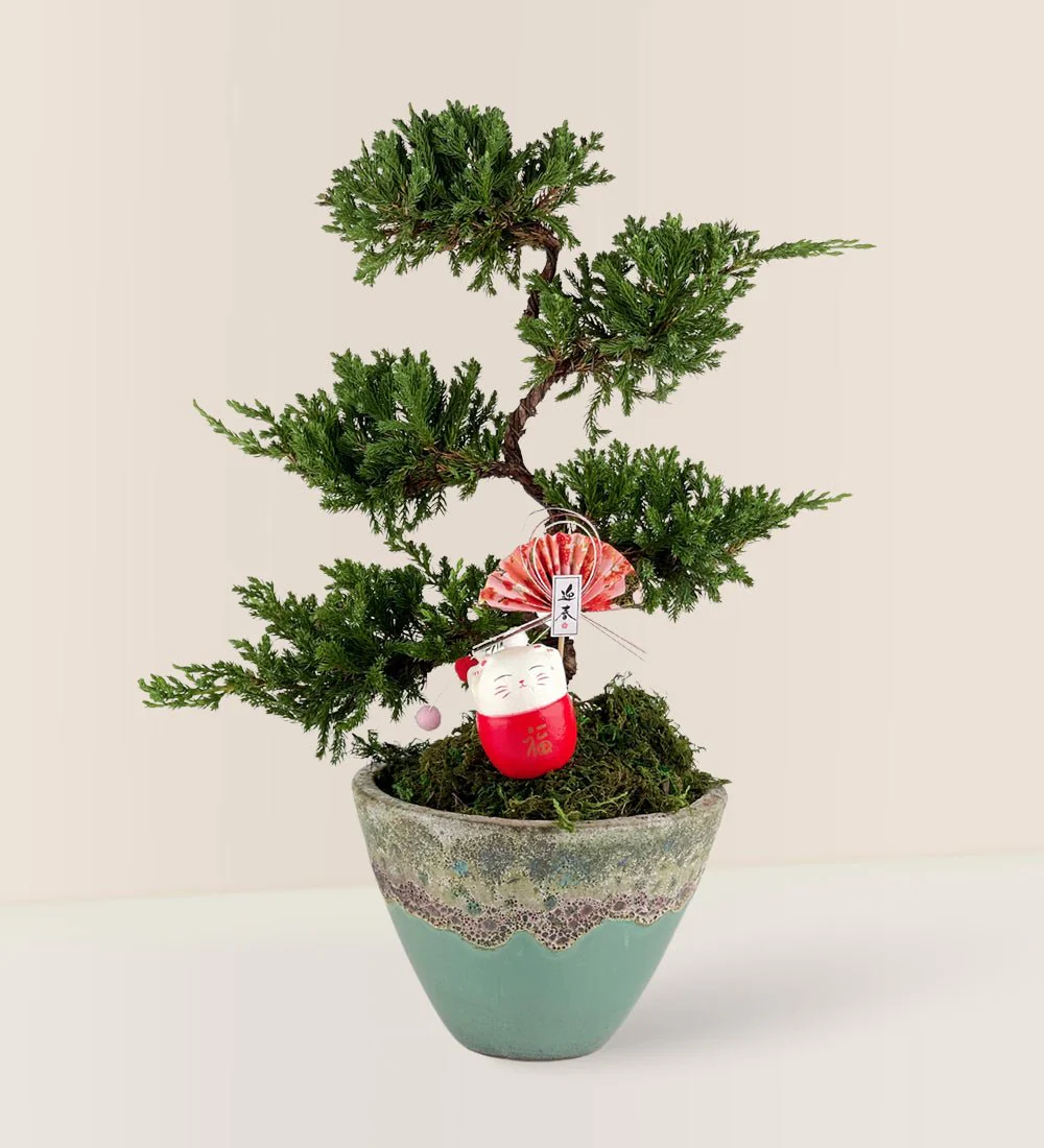 Jade Sea Cone Planter - Image 3