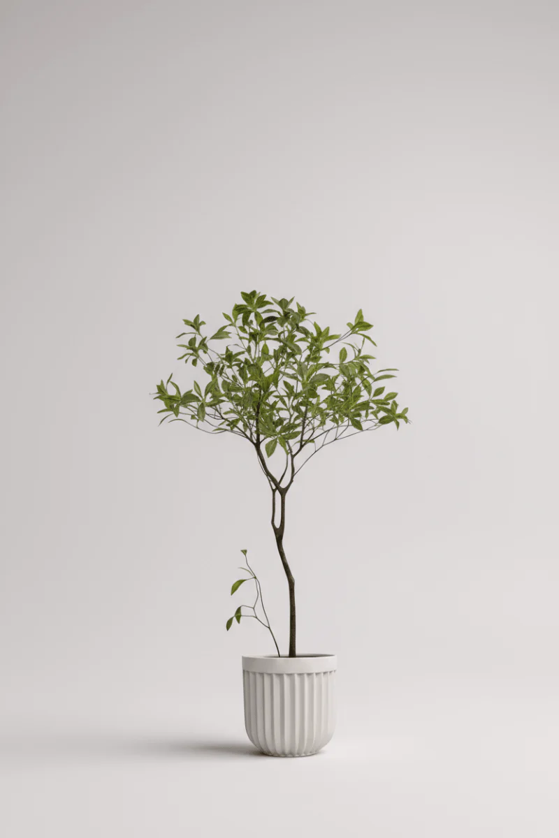 Japanese Andromeda - Real-Trunk Artificial - Image 10