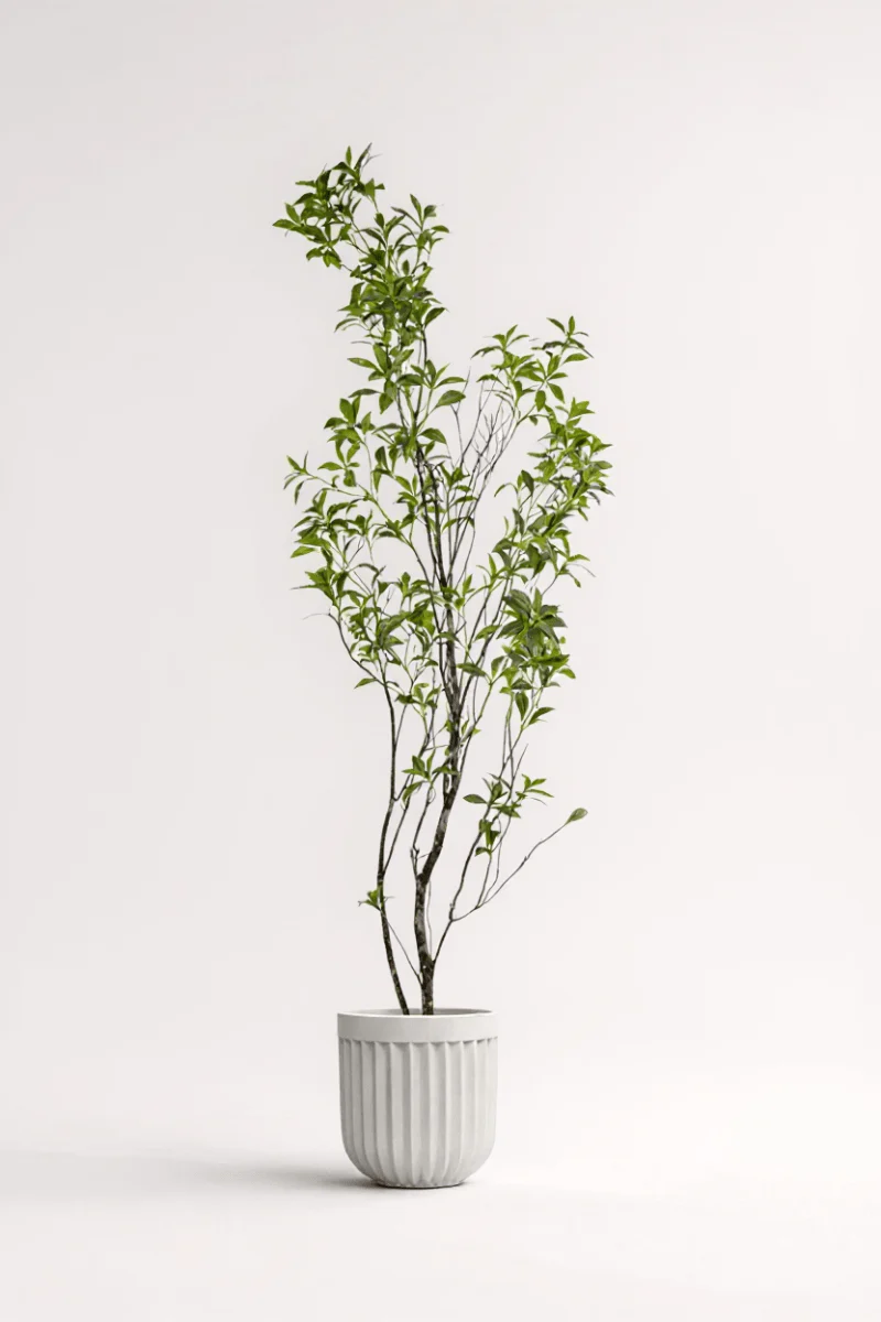 Japanese Andromeda - Real-Trunk Artificial - Image 11