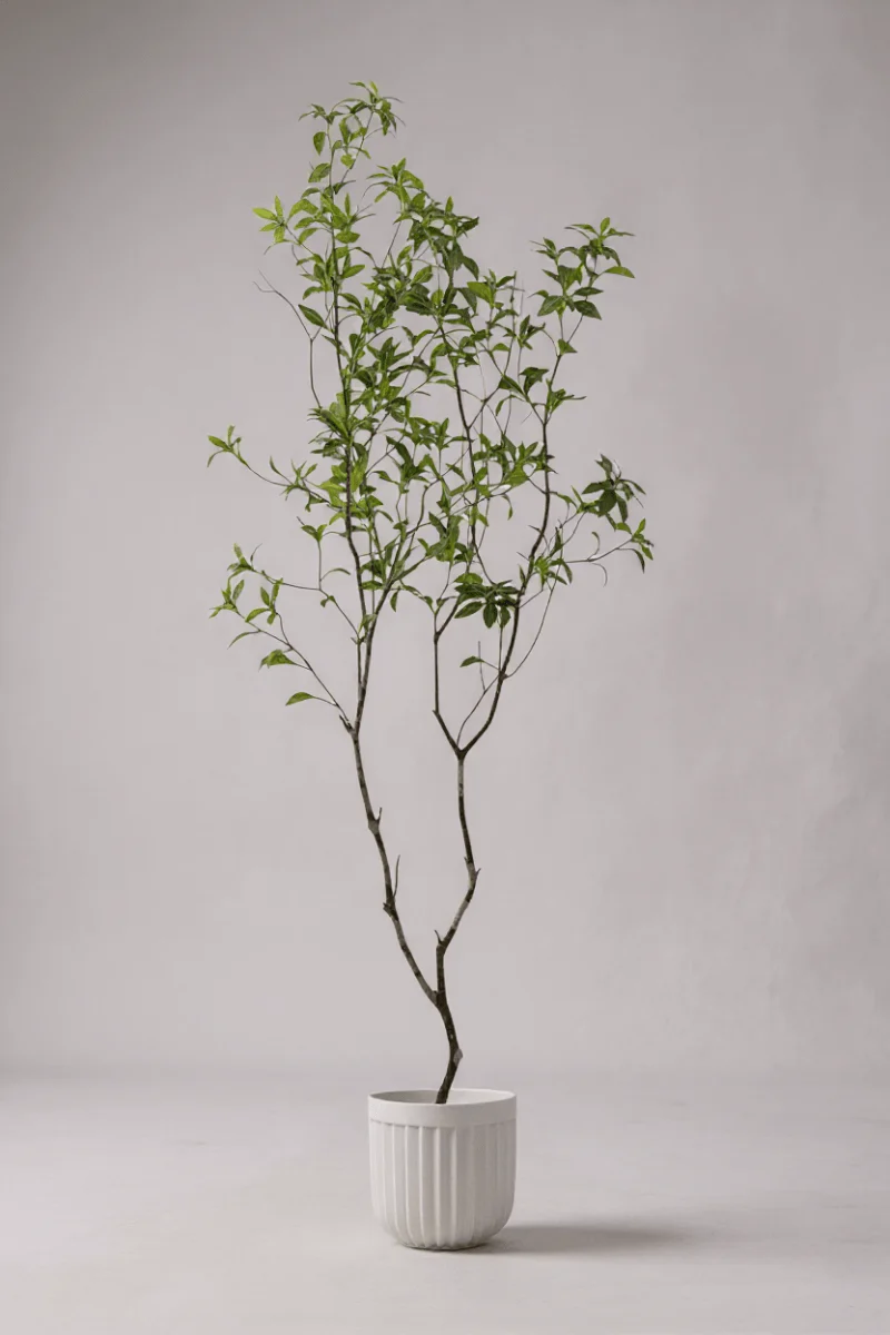 Japanese Andromeda - Real-Trunk Artificial - Image 12