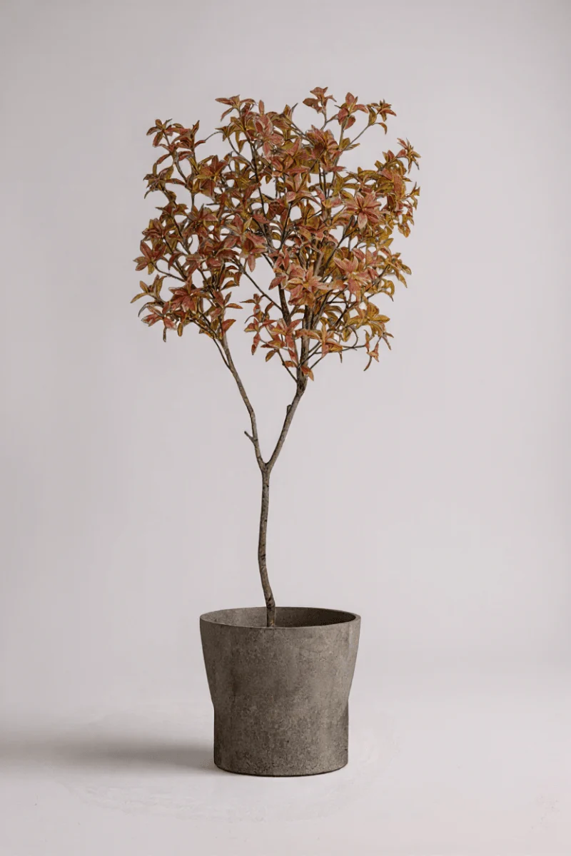 Japanese Andromeda - Real-Trunk Artificial - Image 13