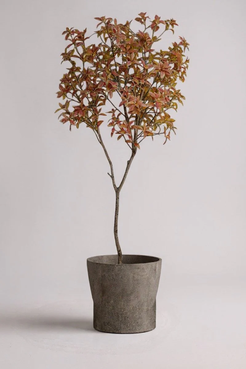 Japanese Andromeda - Real-Trunk Artificial - Image 14
