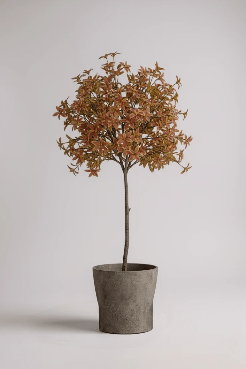 Japanese Andromeda - Real-Trunk Artificial - Image 15