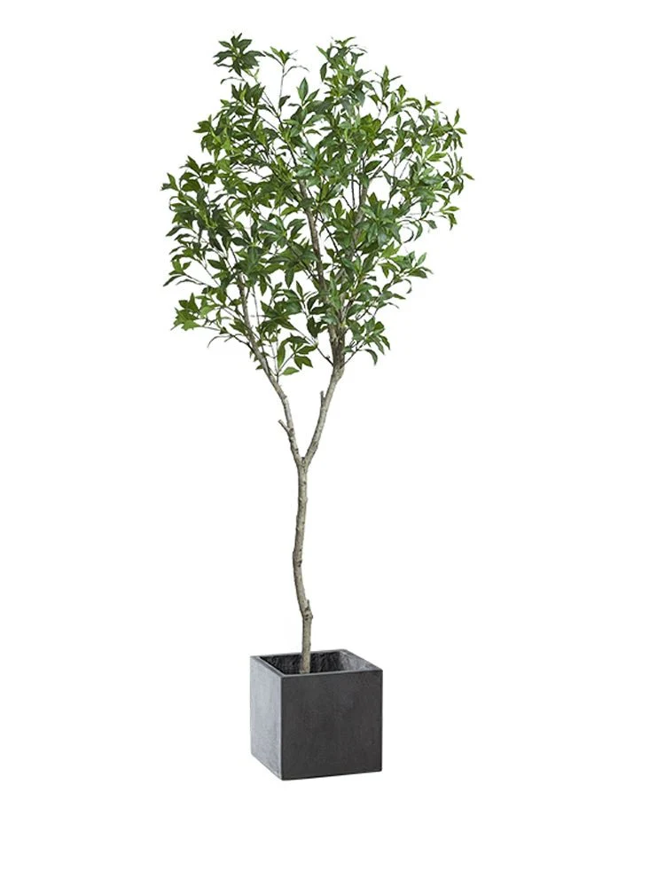 Japanese Andromeda - Real-Trunk Artificial - Image 21