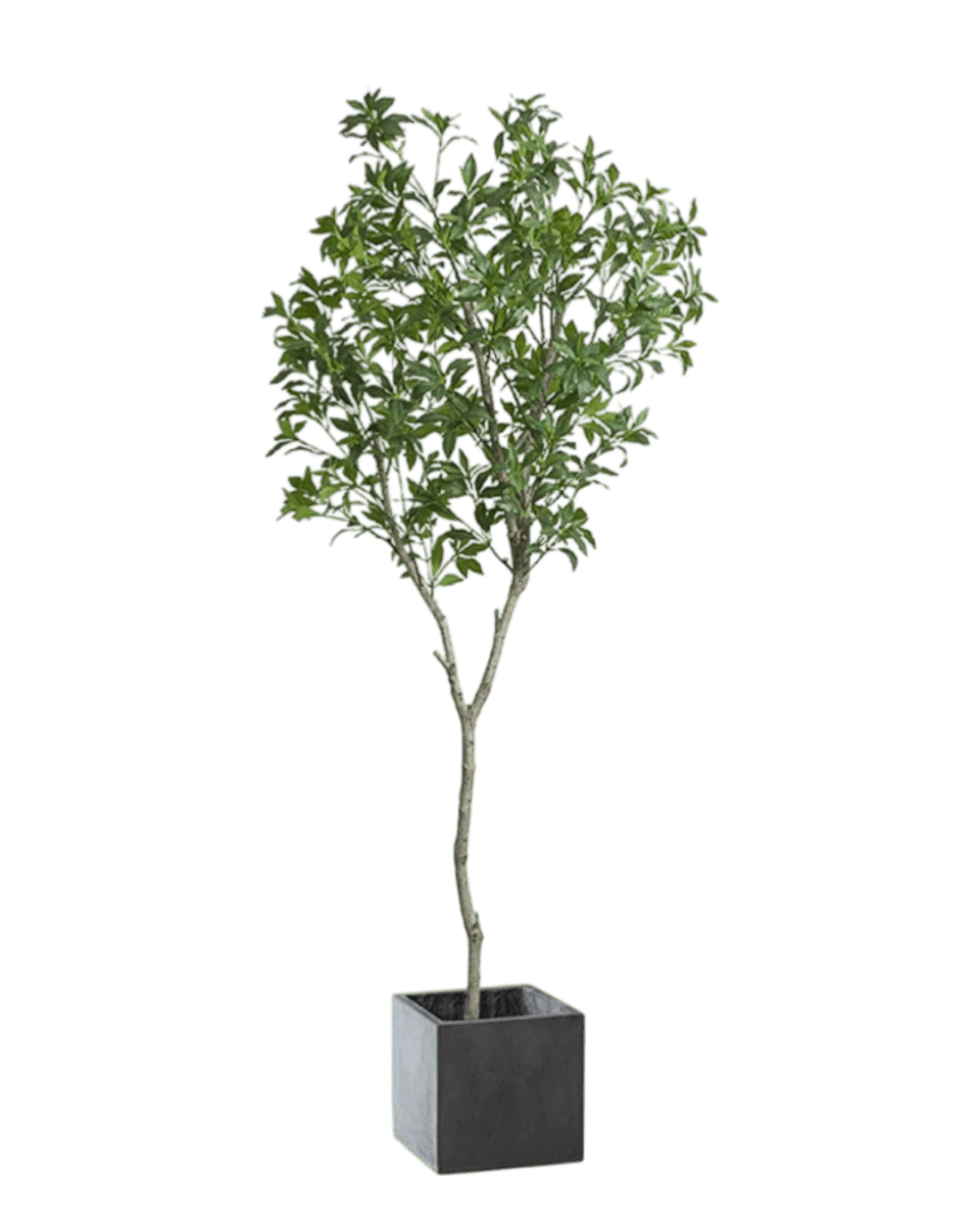 Japanese Andromeda - Real-Trunk Artificial - Image 23