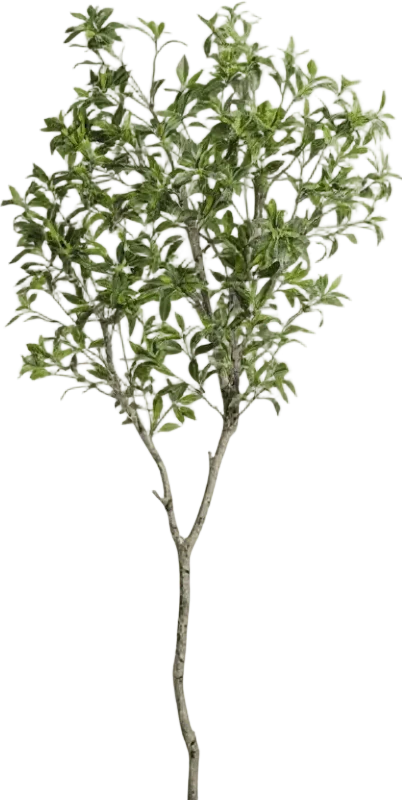 Japanese Andromeda - Real-Trunk Artificial - Image 24