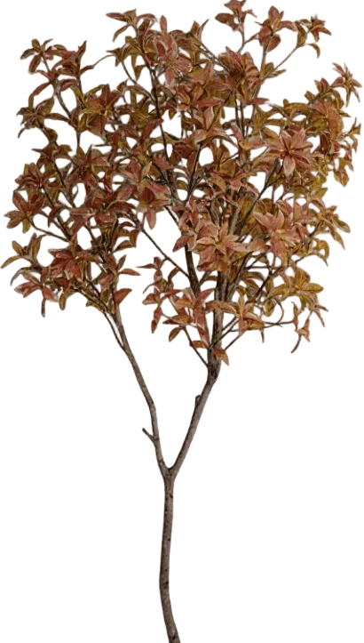Japanese Andromeda - Real-Trunk Artificial - Image 25