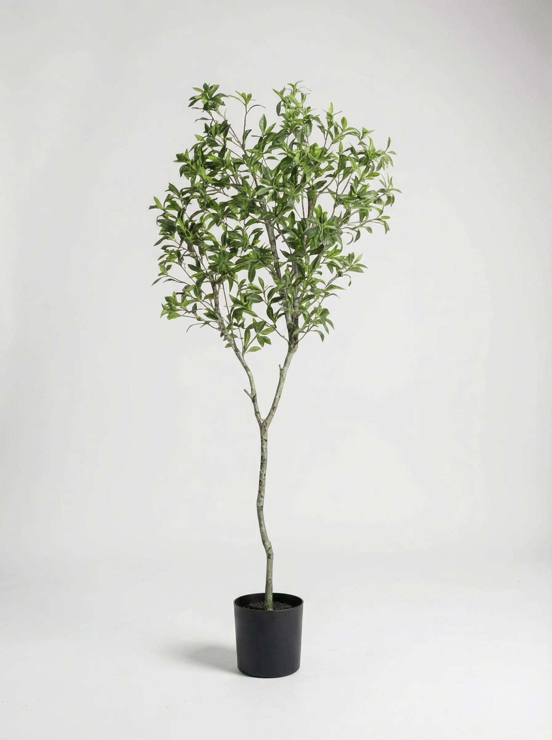 Japanese Andromeda - Real-Trunk Artificial - Image 29