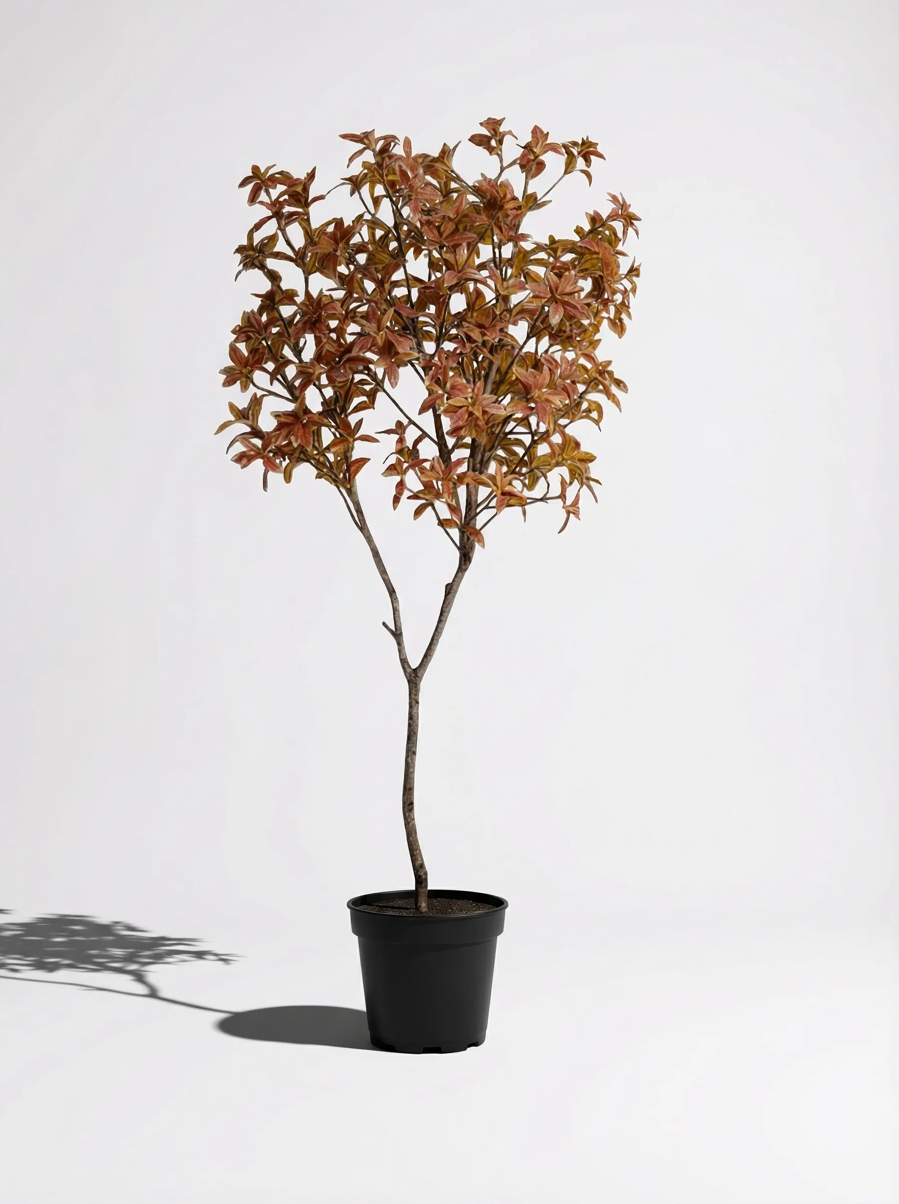 Japanese Andromeda - Real-Trunk Artificial - Image 30