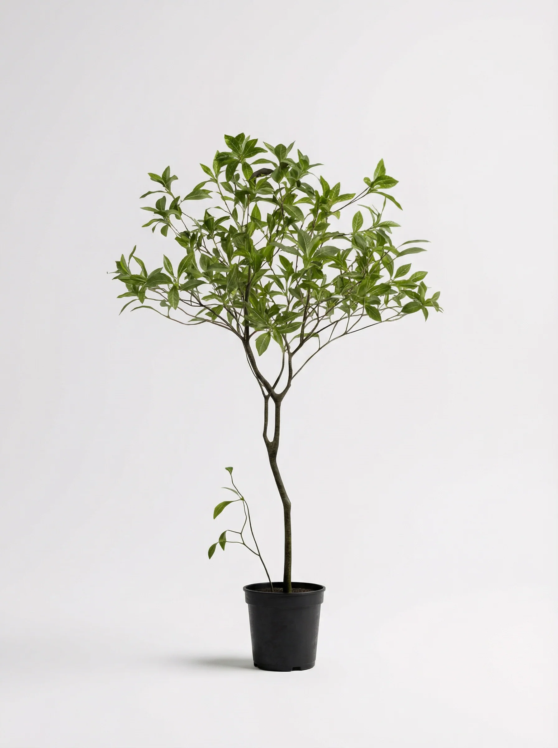 Japanese Andromeda - Real-Trunk Artificial - Image 31