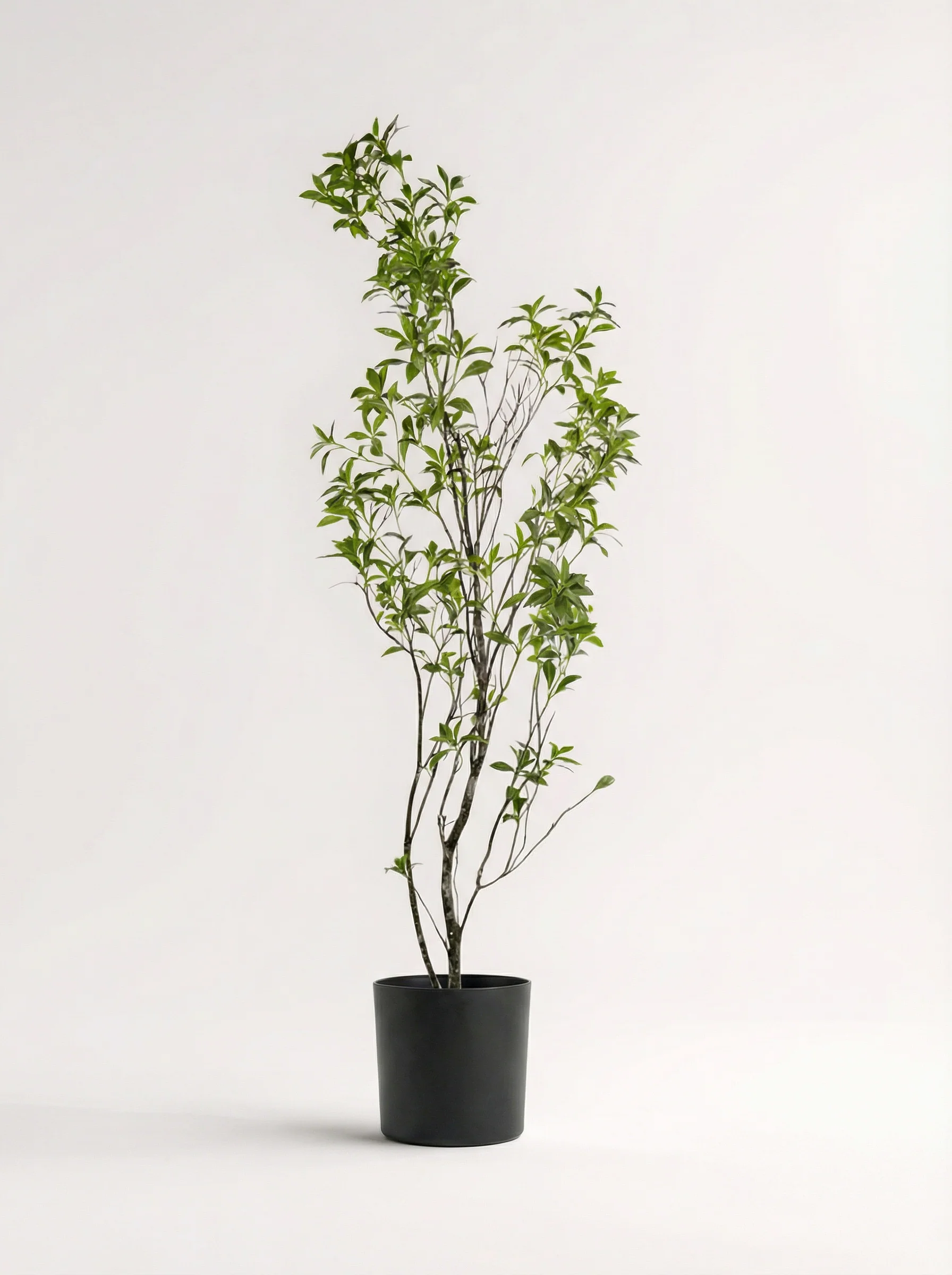 Japanese Andromeda - Real-Trunk Artificial - Image 32