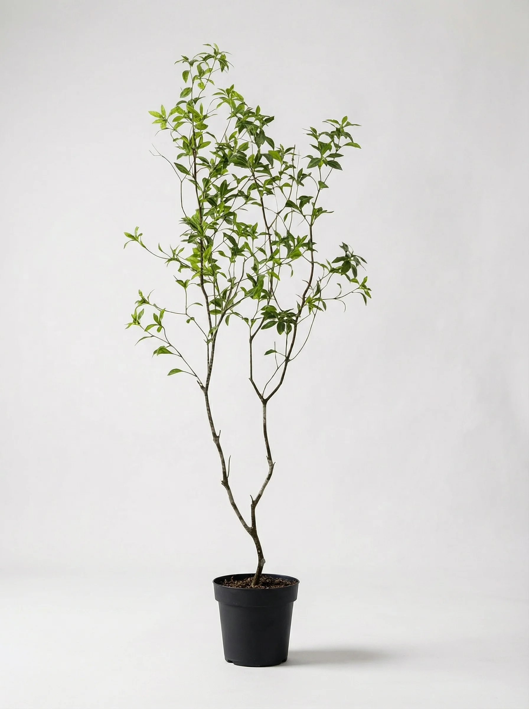 Japanese Andromeda - Real-Trunk Artificial - Image 33