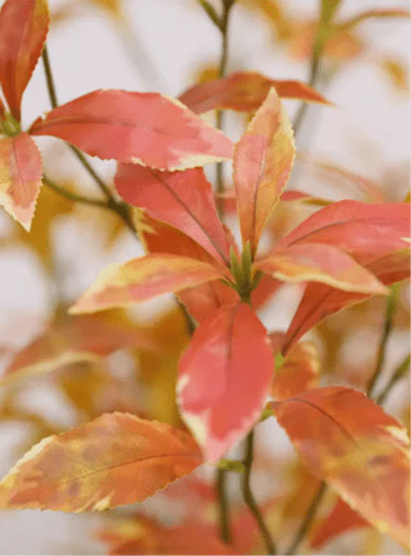 Japanese Andromeda - Real-Trunk Artificial - Image 4