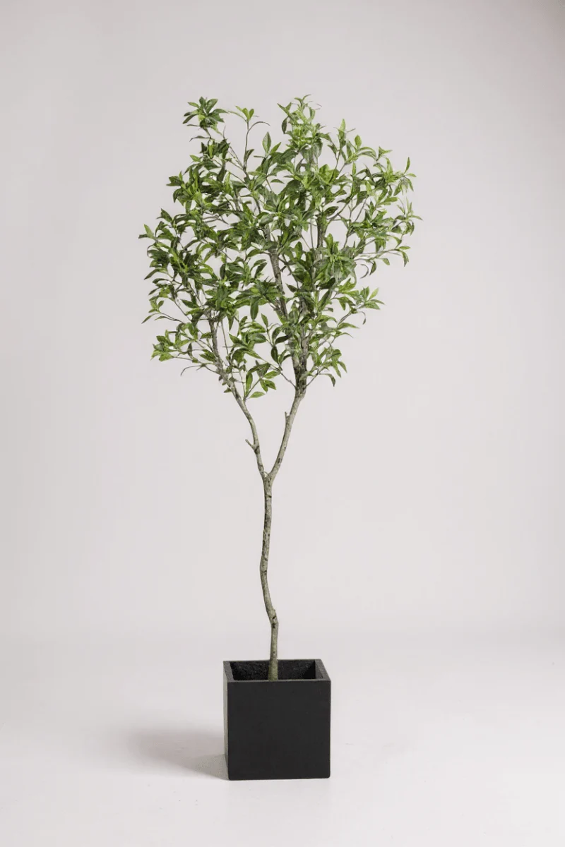 Japanese Andromeda - Real-Trunk Artificial - Image 7