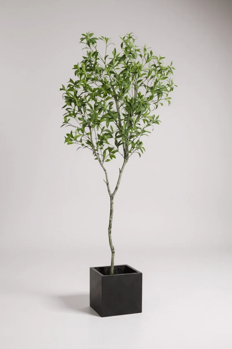Japanese Andromeda - Real-Trunk Artificial - Image 8