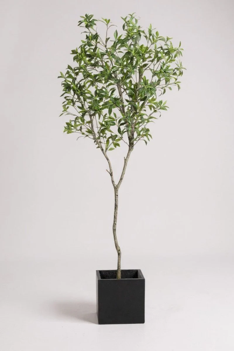 Japanese Andromeda - Real-Trunk Artificial - Image 9