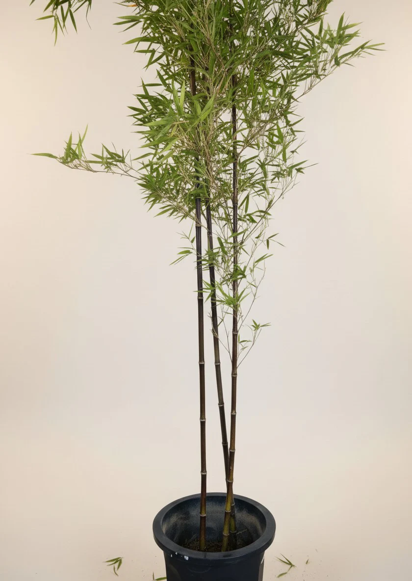 Japanese Bamboo Nigra - Japan - Image 3