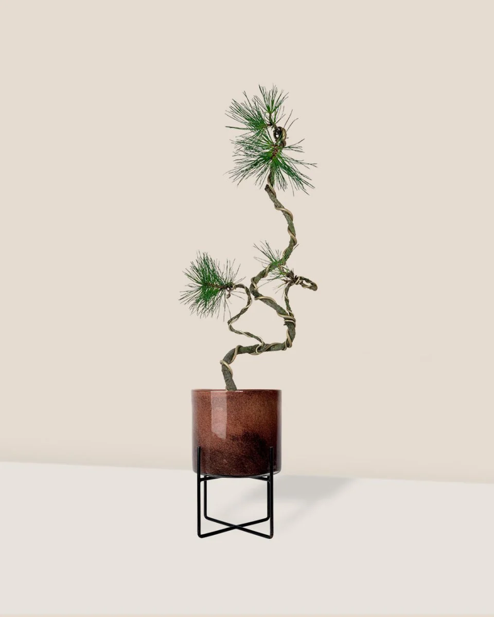 Japanese Black Pine - Image 3