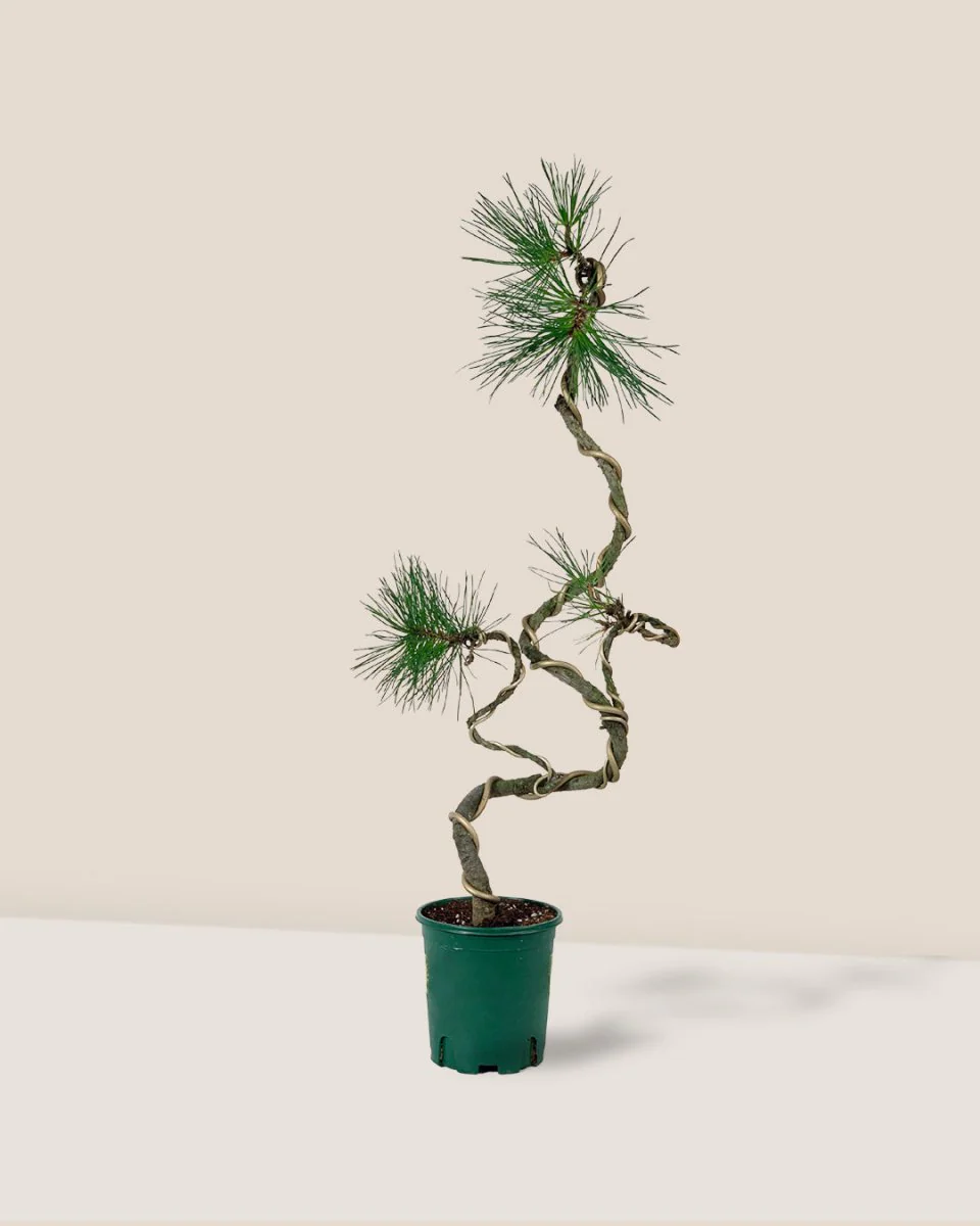 Japanese Black Pine - Image 4