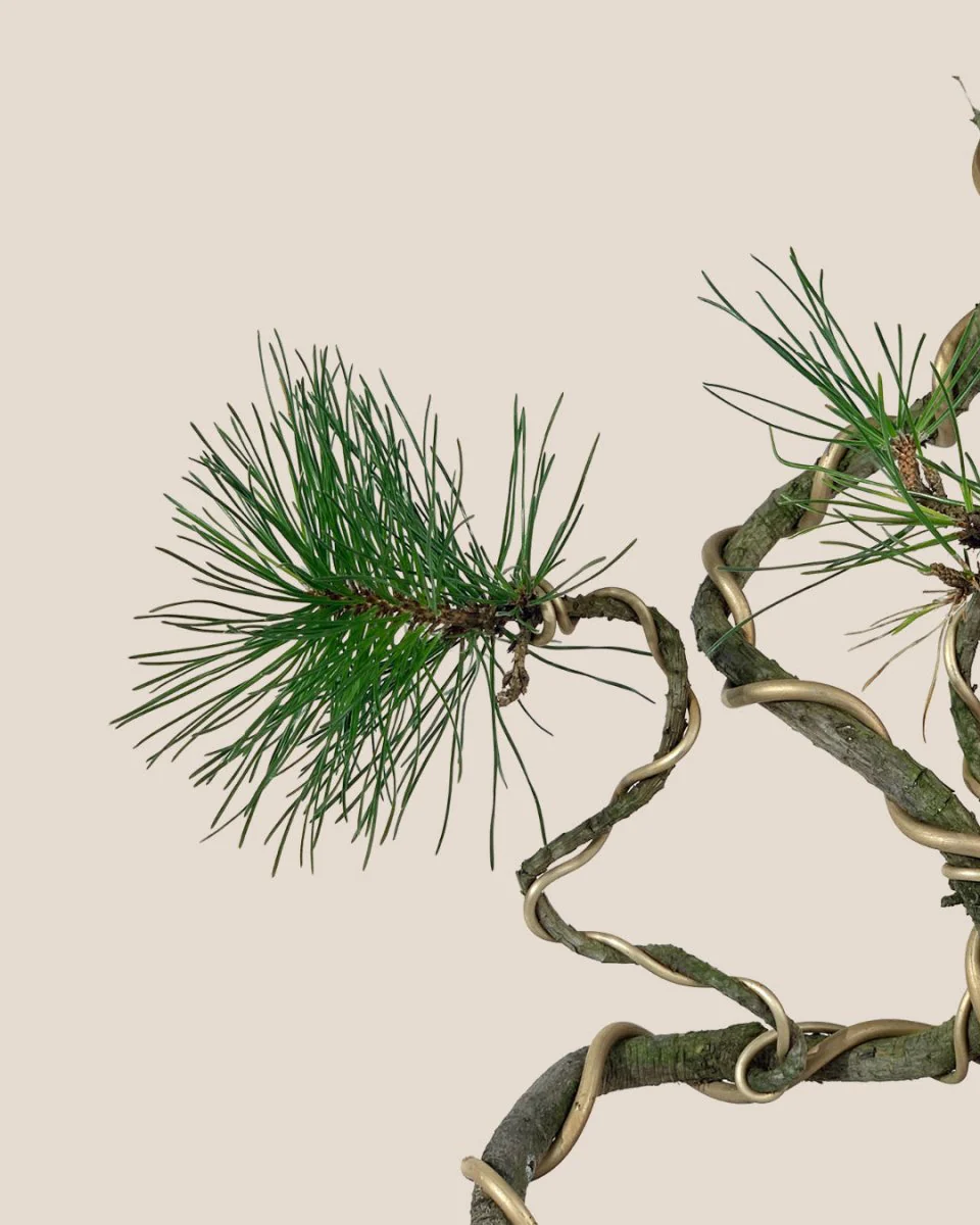 Japanese Black Pine - Image 5