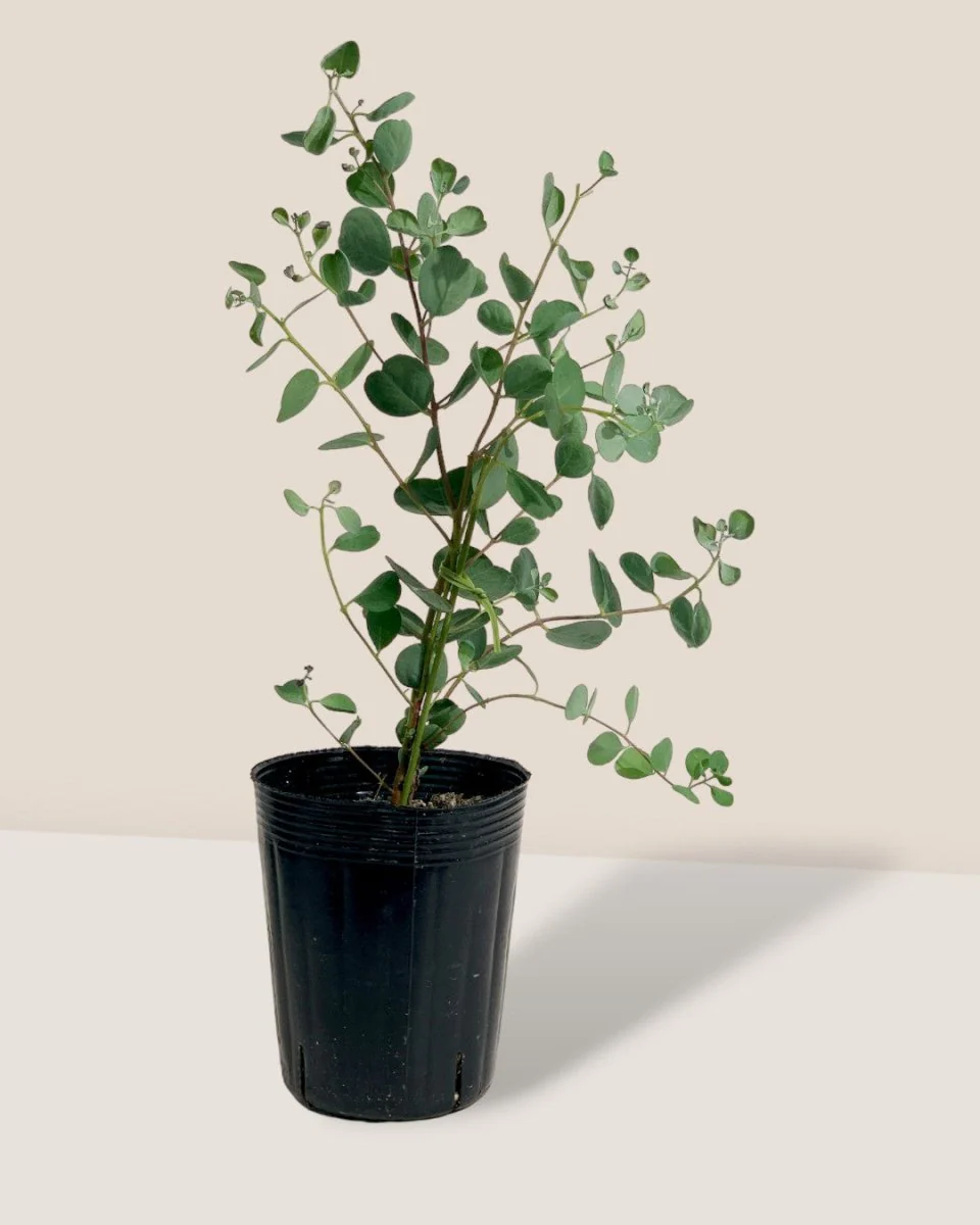Japanese Eucalyptus Kodomo - Image 10