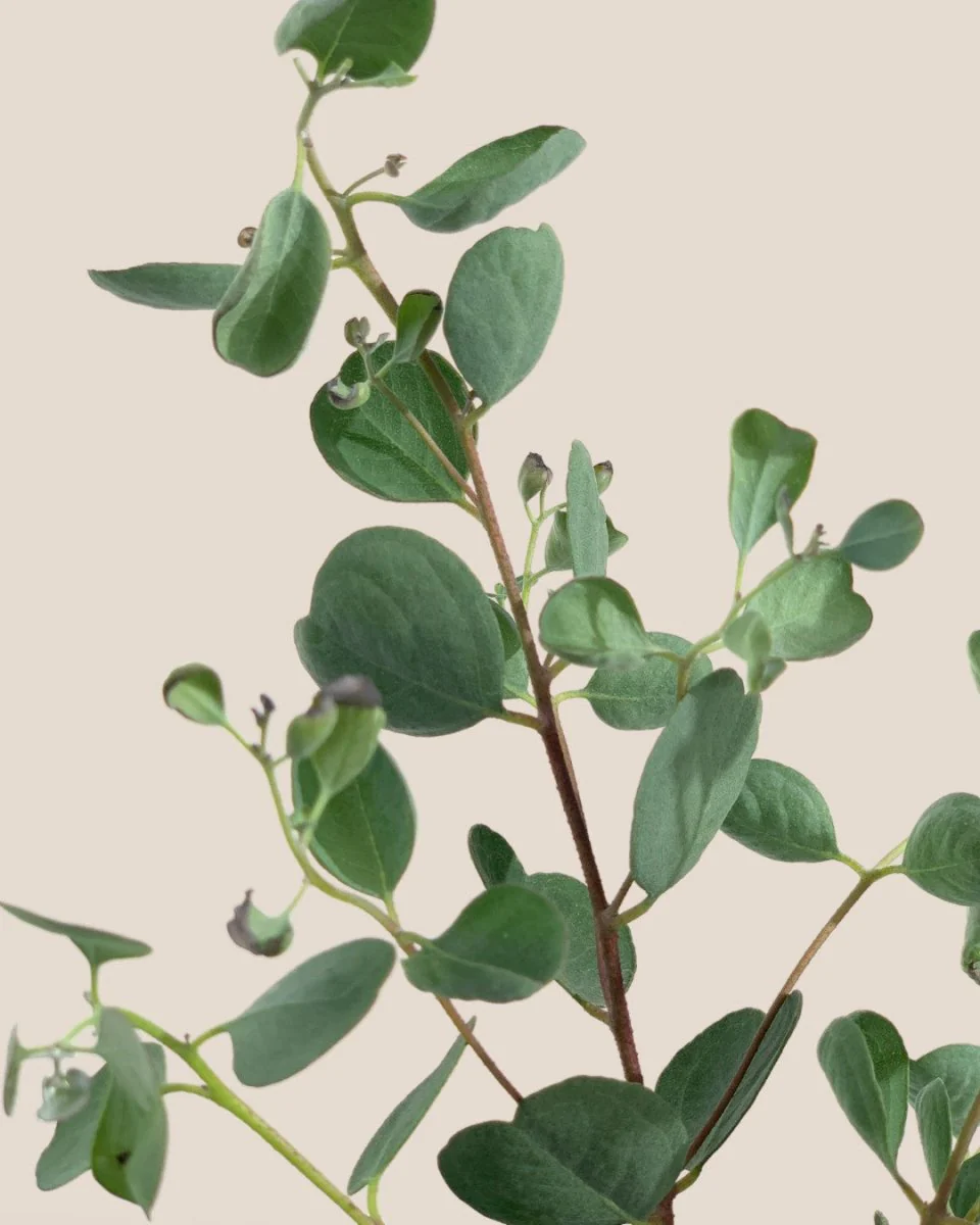 Japanese Eucalyptus Kodomo - Image 11