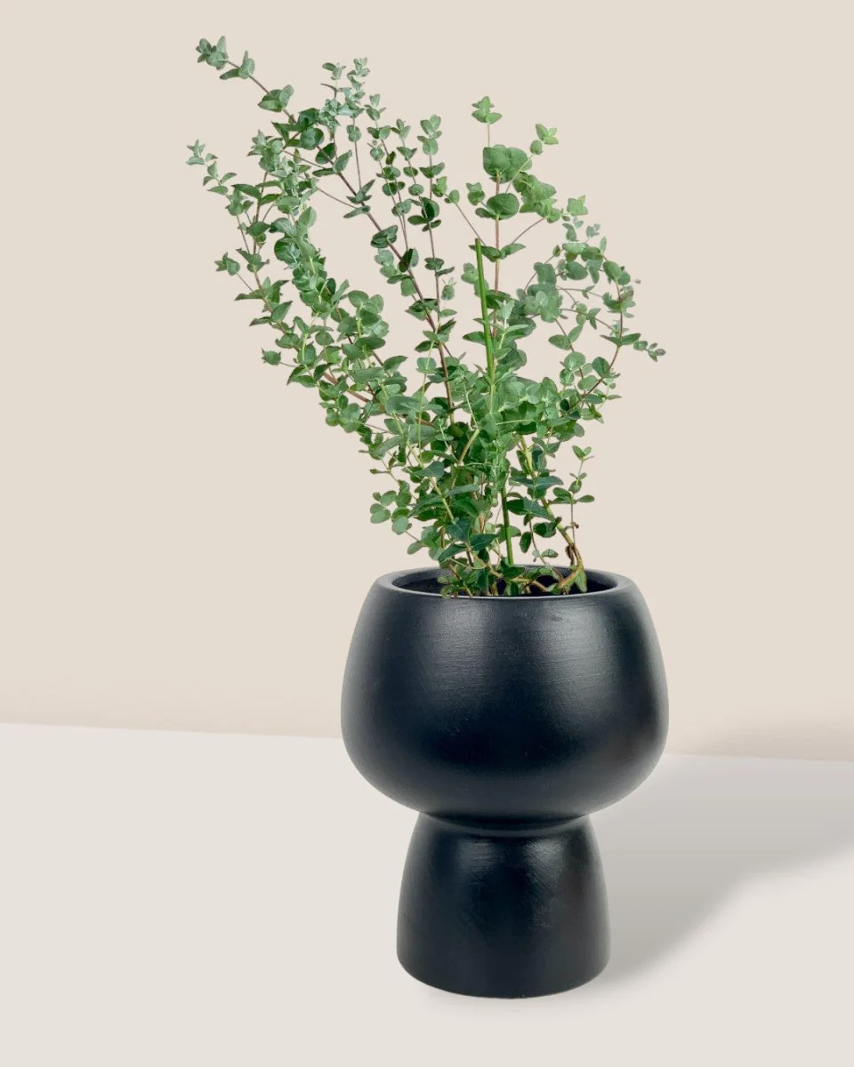 Japanese Eucalyptus Kodomo - Image 12