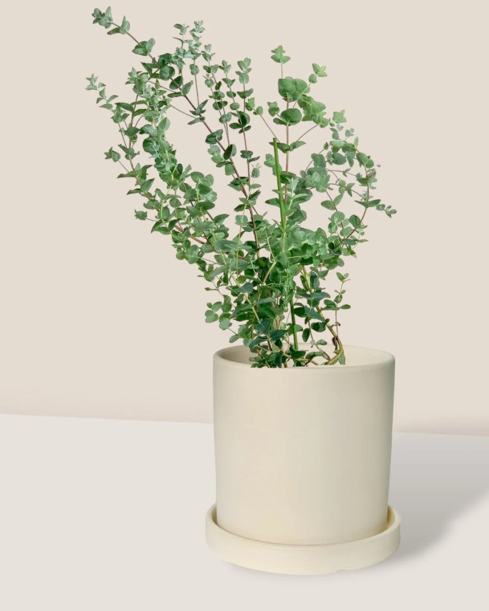 Japanese Eucalyptus Kodomo - Image 13