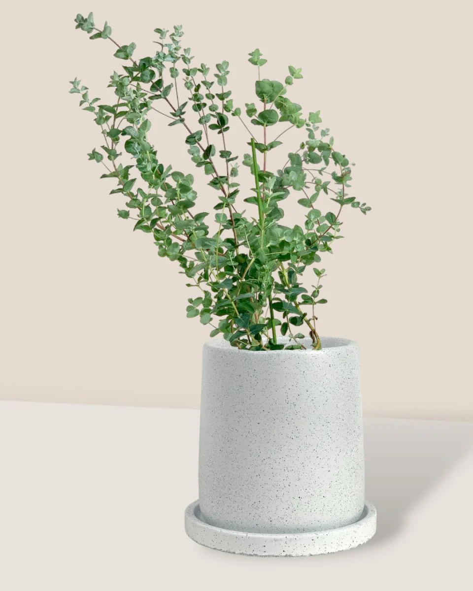 Japanese Eucalyptus Kodomo - Image 14