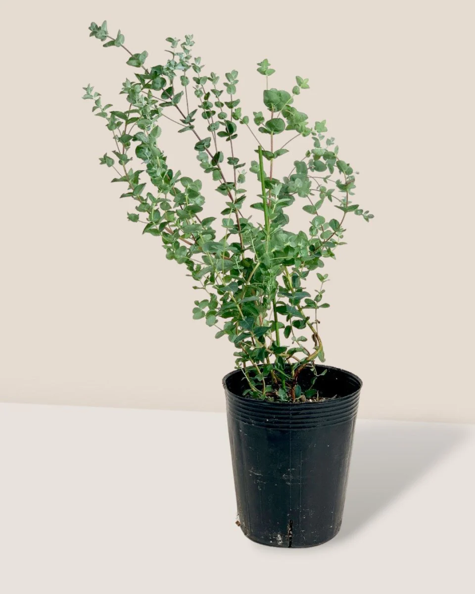 Japanese Eucalyptus Kodomo - Image 15