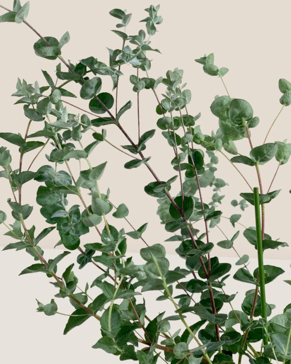 Japanese Eucalyptus Kodomo - Image 16