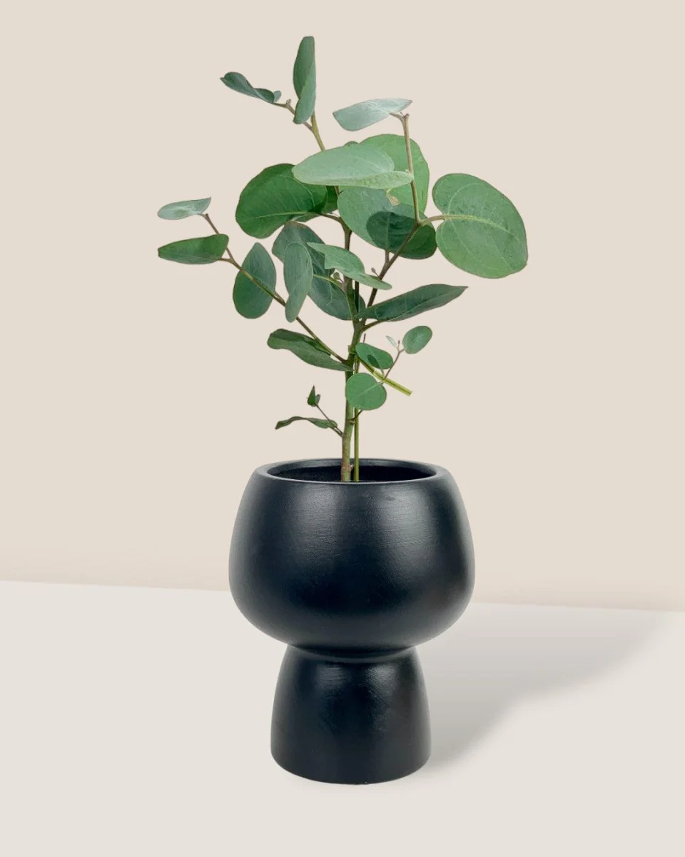 Japanese Eucalyptus Kodomo - Image 17