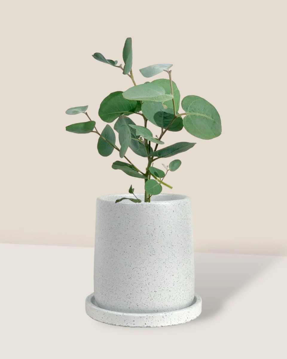 Japanese Eucalyptus Kodomo - Image 18