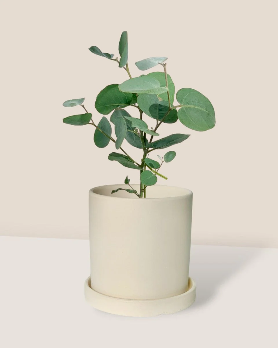 Japanese Eucalyptus Kodomo - Image 19