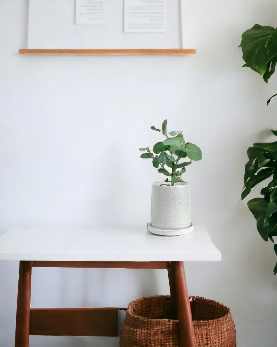 Japanese Eucalyptus Kodomo - Image 2
