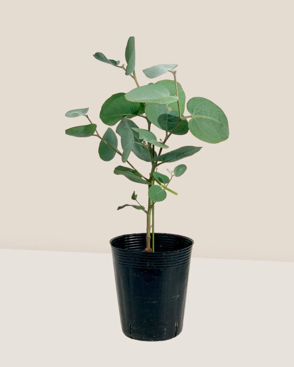 Japanese Eucalyptus Kodomo - Image 20